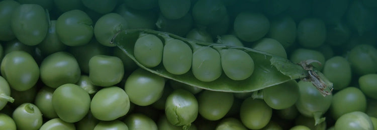 Pea