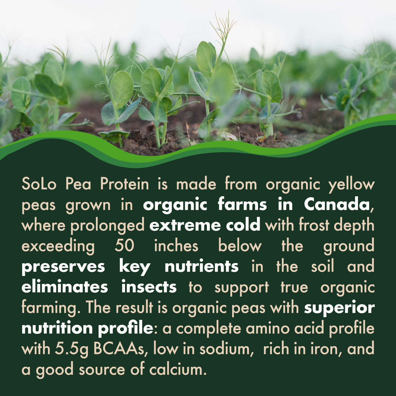 Organic SoLo Pea Protein Powder